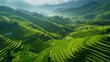 Terraced rice fields, showcase the beauty of agricultural landscapes from an aerial perspective. 