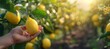 Fresh lemon held in hand, selective focus on lemon with blurred background of lemons, space for text