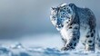 Snow leopard showcasing its exceptional camouflage in the vast snowy expanse of its natural habitat