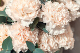 Fototapeta Boho - Peach carnations close-up.  Background.  Postcard.