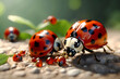 A gathering of ladybugs of various sizes on pebbles, symbolizing community and family