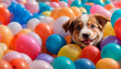 Cute little dog looking at the camera, poking its face into a pile of colorful balloons. AI Generated