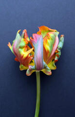 Wall Mural - Parrot tulip flower of the Rococo variety is orange with green stripes. Corrugated tulip petals. Selective focus.