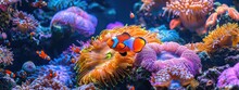 Clown Fish Swimming Underwater Reef Background, Colorful Coral Reef Landscape In The Deep Of Ocean. Marine Life Concept. Snorkel, Diving