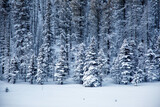 Fototapeta  - Snowy landscape in Colorado Springs