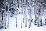 Fototapeta  - Snowy landscape in Colorado Springs