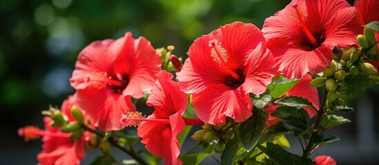 Poster - A bush of red hibiscus flowers, a flowering plant in the Canna family, with herbaceous stems and colorful petals, adds beauty to the natural landscape