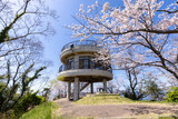 Fototapeta  - 積善山山頂の桜（愛媛県岩城島）