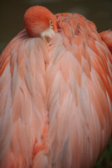 beautiful close-up of a flamingo with beautiful pink feathers