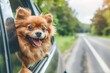 © BOONJUNG - Happy dog looking out of car window, Cute dog enjoying road trip at sunny summer day