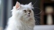 © pisan - Majestic White Long-haired Cat with Fluffy Fur Looking Away Elegantly