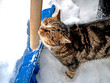 the cat squints and purrs and rubs against the handle of a shovel in the snow