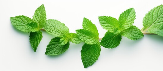 Wall Mural - A bunch of mint leaves, a terrestrial plant, is displayed on a white rectangular surface. Mint is a herb known for its refreshing aroma and used as an ingredient in various dishes