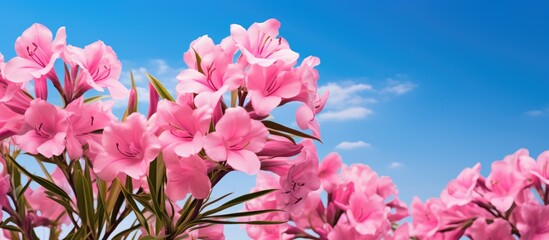 Wall Mural - A cluster of pink flowers blooming under a clear blue sky, creating a harmonious contrast in the natural landscape. The petals stand out against the backdrop of a few scattered white clouds