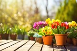 Fototapeta Kosmos - Sunny spring summer garden flower pots gardening background