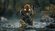 Amur Tiger Walking in River Water, Dangerous Animal in Taiga Environment, Generative AI

