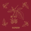 Red Raspberry or Rubus idaeus, edible and medicinal plant