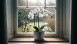 A potted flowering orchid with delicate white blooms placed on a window ledge.