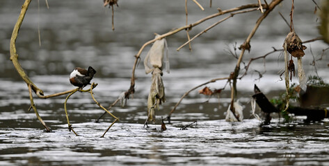 Poster - Wasseramsel (Cinclus cinclus) an verschmutztem Gewässer (Wupper) - Wuppertal // Dipper (Cinclus cinclus) at a polluted water body (Wupper) - Wuppertal, Germany