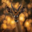 A close-up portrait of a Antelope