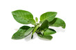 Withania somnifera ( Ashwagandha ) isolated on white background, Medicinal Herbs