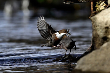 Poster - Wasseramsel // White-throated dipper (Cinclus cinclus)