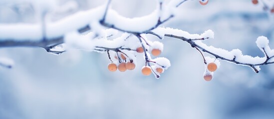 Sticker - A twig from a snowcovered tree with red berries, contrasting against the white landscape. The sky is filled with clouds, creating a serene natural scene