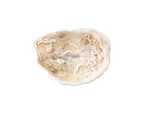 Canvas Print - Oyster shell isolated on white background. Close-up