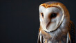 Common Barn Owl (Tyto alba) Head Close-Up with Copy Space, Detailed Portrait of a Beautiful Owl, Wildlife Photography, Generative AI

