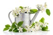 Jasmine flowers in watering can isolated on white