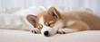 A sleepy young nice cute puppy dozing on a white pillow.