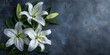 White lilies branch with copy space for text somber mourning backdrop. Concept Funeral Tribute, White Lilies, Mourning Backgrounds, Copy Space, Somber Atmosphere