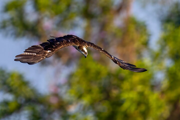 The beautiful flight characteristics of Brahminy Kite, White-bellied Sea-eagle, and Osprey in Thailand.