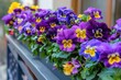 Vibrant purple violet and yellow heartsease pansies in long hanging flower pot on balcony fence high angle view of spring flowers
