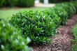 Green shrubs line the garden, adding color and texture to the landscape
