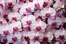 Abstract Close-up View Of A White And Rosy Red Phalaenopsis Moth Orchid Branch, Surrounded By Pink And Purple Mini Orchids.