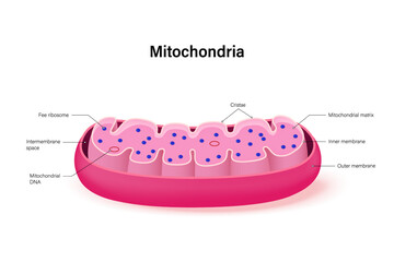 Poster - Mitochondria structure vector. Infographics. Organelle of eukaryotic cells. Cell biology. Chemical energy conversion.