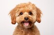 Maltipoo dog with kind eyes and brown fur posing over white background looking healthy and happy