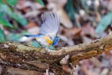 羽ばたいて飛び出す幸せの青い鳥、可愛いルリビタキ（ヒタキ科）。

日本国千葉県市川市、大町公園自然観察園にて。
2024年3月9日撮影。

A happy blue bird, the lovely Red-flanked Bluetail (Tarsiger cyanurus, family comprising flycatchers)  in flap wings and fly away.