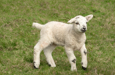 Wall Mural - close up of a young lamb in springtime, running across a field, facing right. yorkshire dales, uk. h