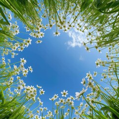 Poster - A field of white flowers with a blue sky in the background