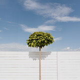 Fototapeta Tulipany - Beautiful decorative tree with green leaves over white fence and blue sky. Summer background