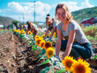 A group of people planting sunflowers along a road a community effort to beautify the landscape and promote environmental awareness