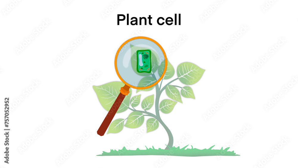 Plant cell anatomy, Illustration of the Plant cell anatomy structure ...