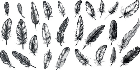 Sketch ethnic feathers. Hand drawn bird feather, light and soft plume