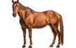Emotional depiction of a tear-jerking horse with doleful expression. Isolated On PNG OR Transparent Background.