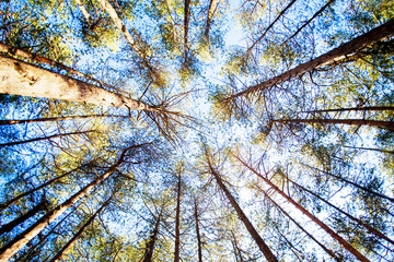 Wall Mural - Breathtaking view of a pine tree forest captured from a low angle on a bright day, showcasing the beauty of nature.