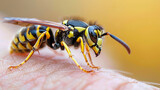 wasp sting close-up
