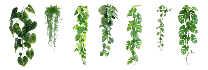 Wall Mural - set of tropical creeper plants in a row on transparent background