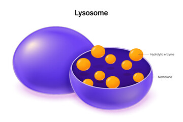 Wall Mural - Lysosome structure vector. Infographics. Organelle of eukaryotic cells. Cell biology. Digestive compartments.